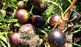 Botrytis in blackcurrant: varietal differences in susceptibility